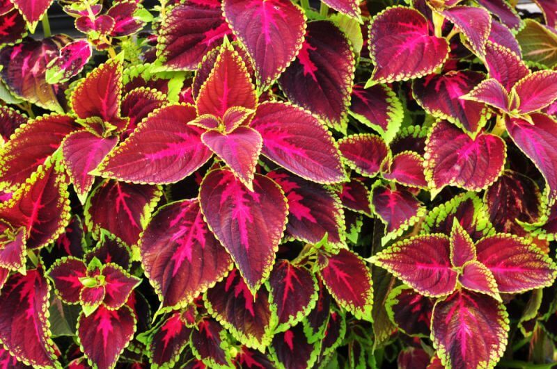 FORSKOLIN - Coleus forskohlii extract62971020686209112