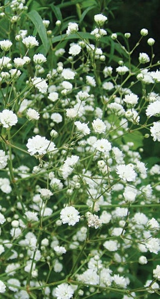 GYPSOPHILA paniculata VIRGO Baby's Breath seed x 20 ~ Lovely Perennial *HEIRLOOM Carousel 2