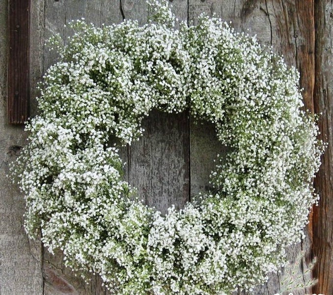 GYPSOPHILA paniculata VIRGO Baby's Breath seed x 20 ~ Lovely Perennial *HEIRLOOM Carousel 1