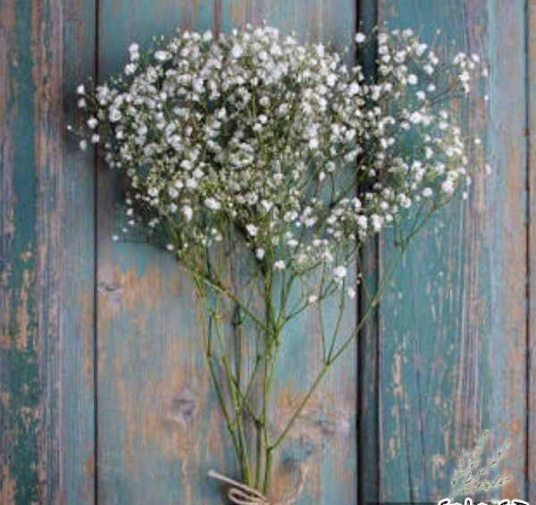 GYPSOPHILA paniculata VIRGO Baby's Breath seed x 20 ~ Lovely Perennial *HEIRLOOM Carousel 3