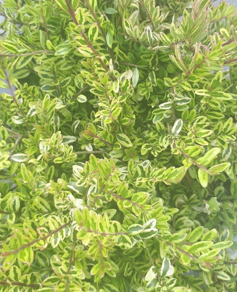 Lonicera Honey Hedge Lemon x 1 Carousel 2