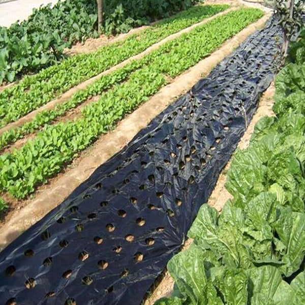5 Holes PE Garden Vegetable Mulch Film Agricultural Plant Grow Greenhou Carousel 2