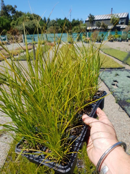 New season Grasses/tussocks x100 $2.50 each!!62995406455043112