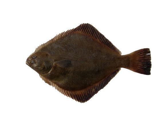 30m Flounder Drag Net | 0.50 Mono 4 5/8" Inch - 25MD - Lead Line Carousel 2