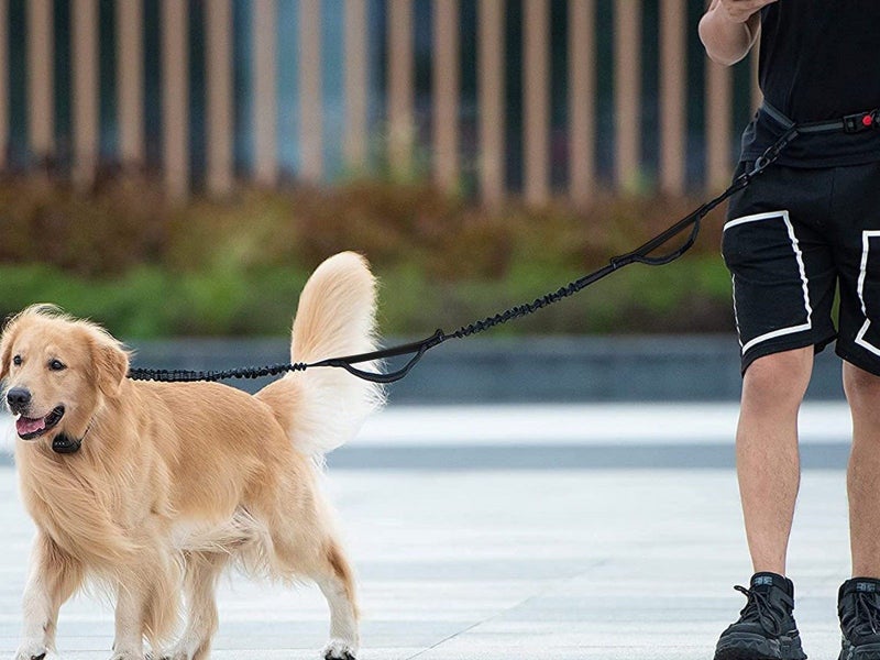 Waist Bag and Adjustable Pet Dog Leash Set for Jogging Running Walking Black Carousel 2