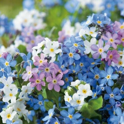 MYOSOTIS alpestris 'FORGET ME NOT MIX' seed ~ Groundcover, Banks, Pots PERENNIAL Carousel 3