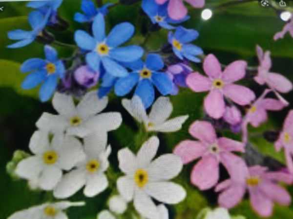 MYOSOTIS alpestris 'FORGET ME NOT MIX' seed ~ Groundcover, Banks, Pots PERENNIAL Carousel 2