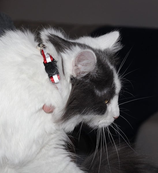 ]upgraded Version - Reflective Cat Collar With Bell, Set Of 6, Solid & Safe Coll Carousel 5
