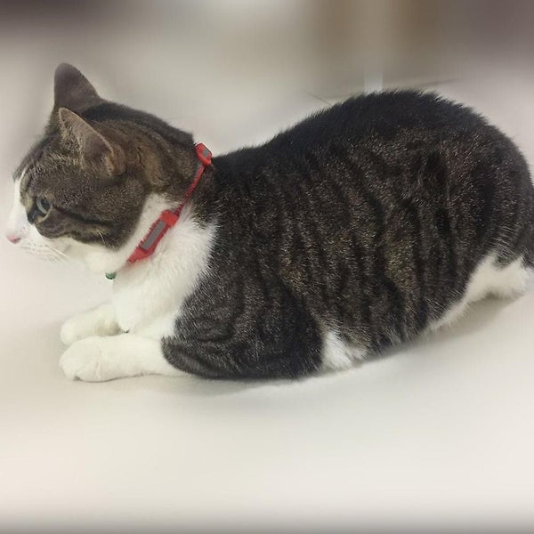 Peralng 3pcs Reflective Cat Collar With Bell, Solid & Safe, Best Small Pet Colla Carousel 1
