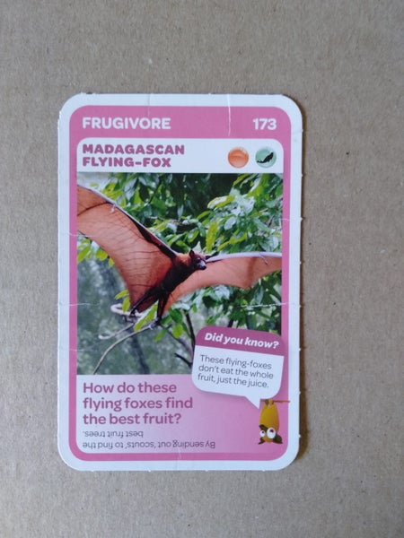 Countdown Super Animals Card - Madagascan Flying Fox Carousel 1