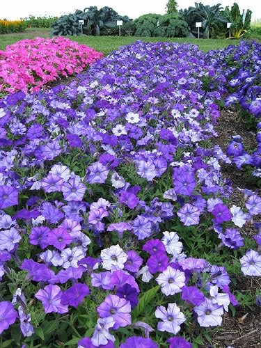 Petunia Shock Wave Denim 10 seeds Carousel 1