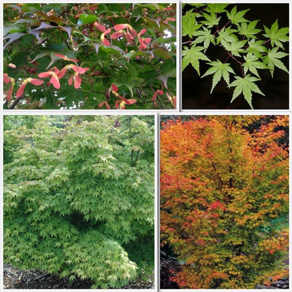 Acer palmatum - Japanese Maple Carousel 2