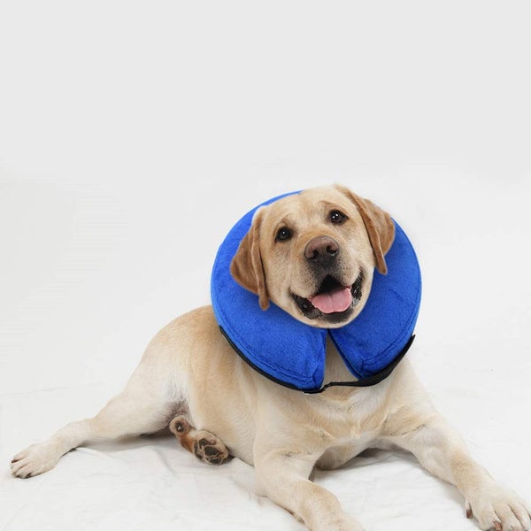 PTN NEW Dog Collar Sale Sale Sale Carousel 10