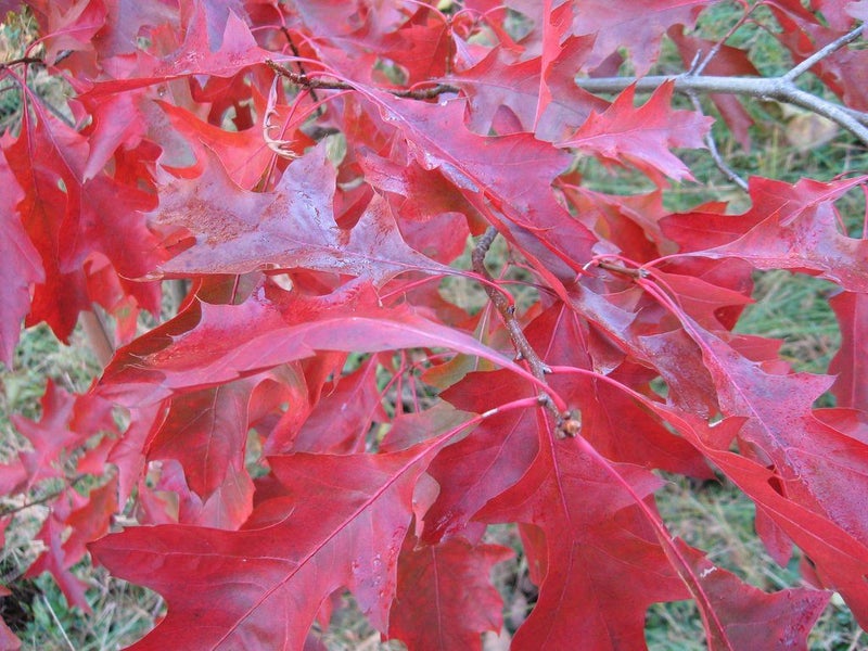 Quercus coccinea - Scarlet Oak Carousel 1