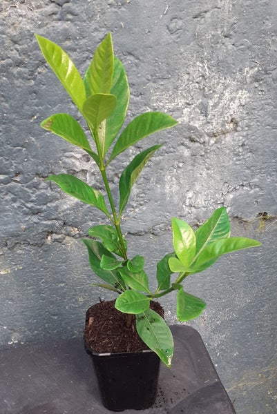 Gardenia florida outstanding evergreen shrub highly fragrant double white blooms Carousel 2