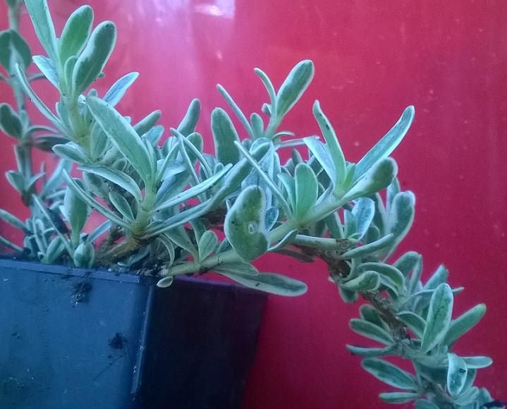 Coprosma Kirkii Variegata Carousel 1