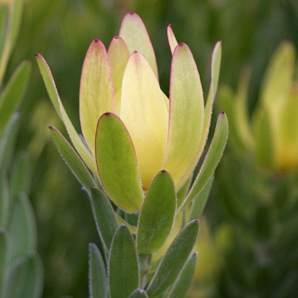 Leucadendron Clone 91 yellow flowers red tinge Carousel 1