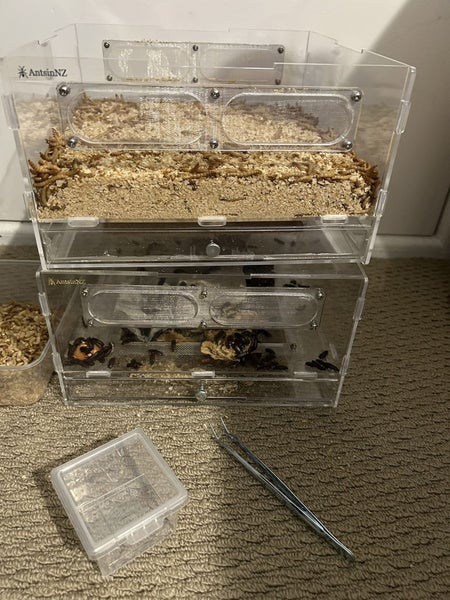 luxury mealworm farm ( farm only, no beetle and worm) Carousel 2