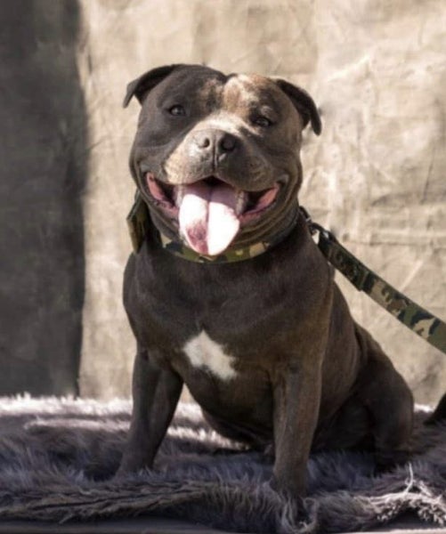 English Staffordshire Bull Terrier - Stud Service Carousel 13