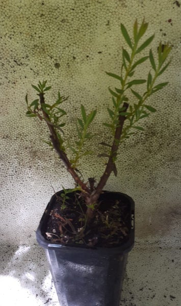 Leucadendron Clone 91 yellow flowers red tinge Carousel 2