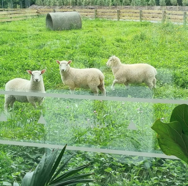 The Wilderness Early Learning Centre Carousel 10