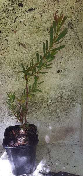 Leucadendron Clone 91 yellow flowers red tinge Carousel 3