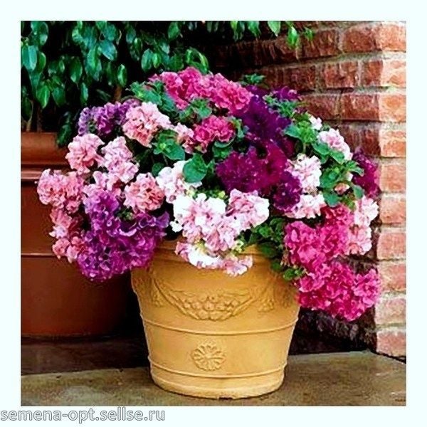 PETUNIA hybrida Grandiflora Mix seed ~ Garden Beds, Containers & Baskets Carousel 1