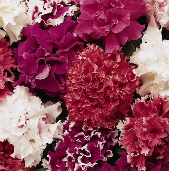 PETUNIA hybrida Grandiflora Mix seed ~ Garden Beds, Containers & Baskets Carousel 3
