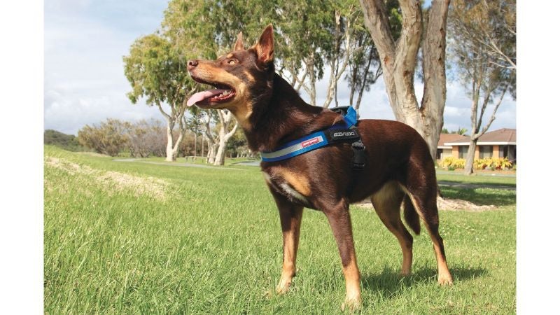 Dog Harness - ED Express XL (Blue) Carousel 4