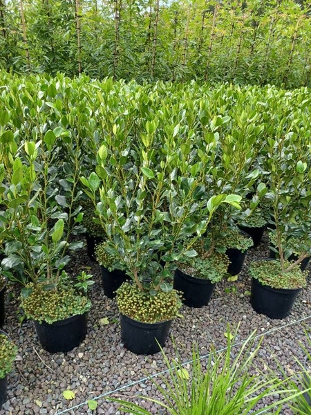 Griselinia Littoralis "Whenuapai" (Medium grade) Carousel 1
