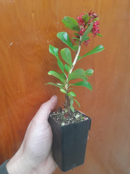Escallonia Red Elf Carousel 2