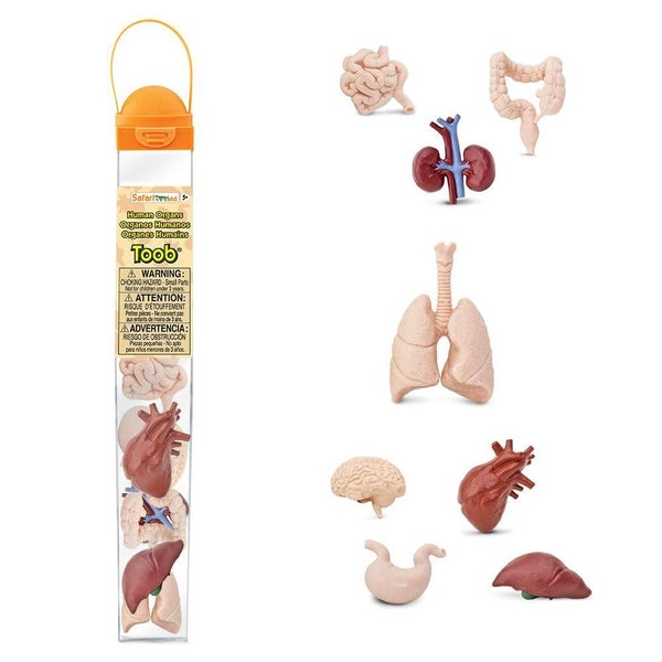 Safari Ltd Human Organs Toob Carousel 1