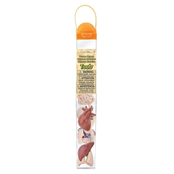 Safari Ltd Human Organs Toob Carousel 2