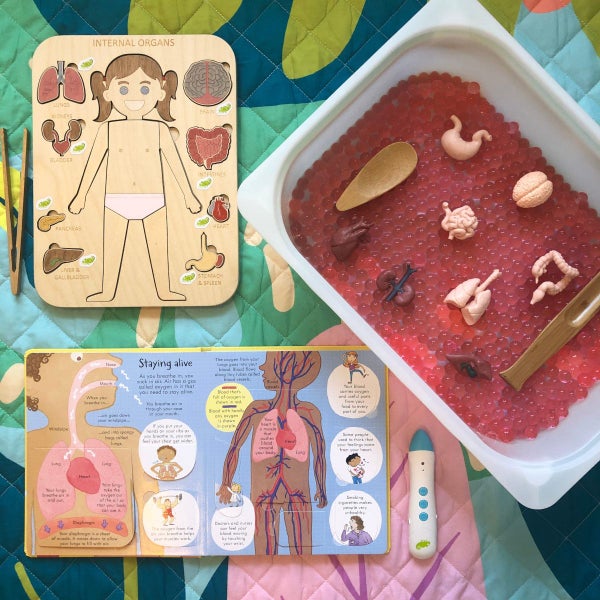 Safari Ltd Human Organs Toob Carousel 4