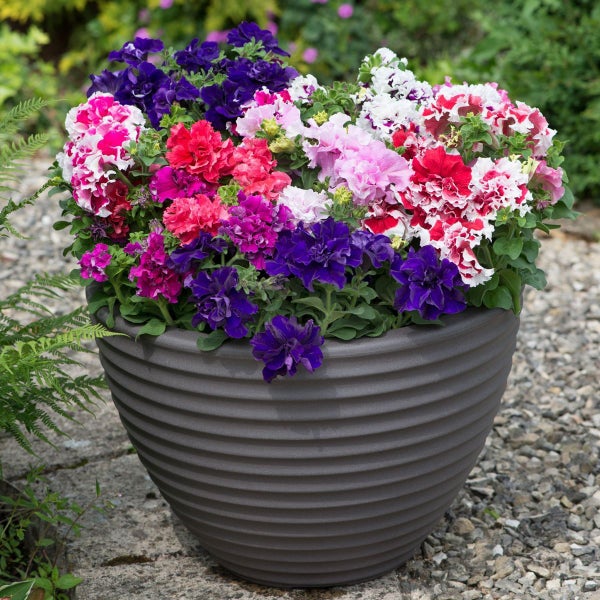 PETUNIA hybrida Grandiflora Mix seed ~ Garden Beds, Containers & Baskets Carousel 2
