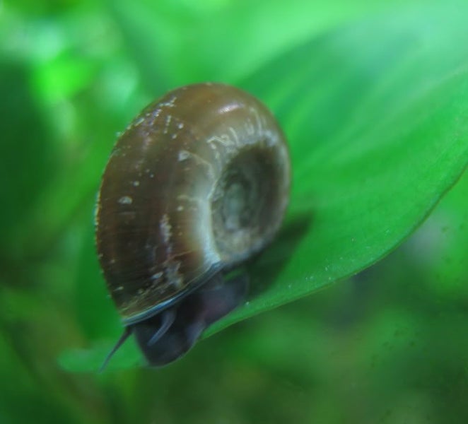 Ramshorn Aquatic Snails Brown $1.25ea Carousel 1