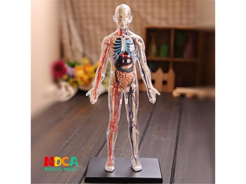 Human Anatomy 1:6 Translucent Person 4D Master Assembling Toy Human Body Organ Carousel 2