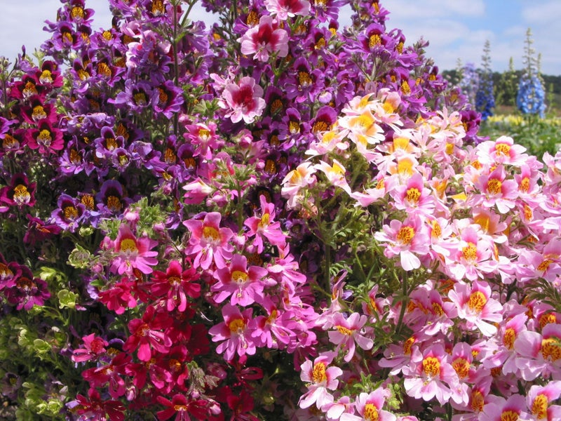 Schizanthus Angel Wings 20 seeds Carousel 1