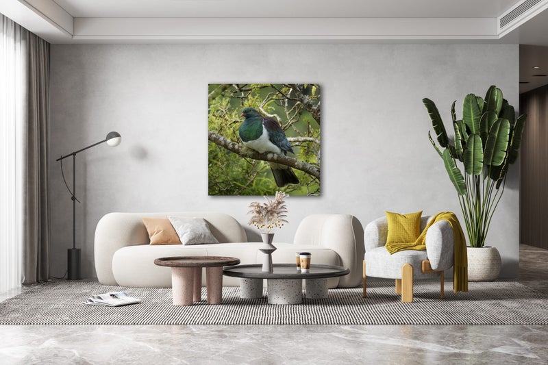 Rokit Wall Art. NZ Wood Pigeon. Canvas Print Carousel 1