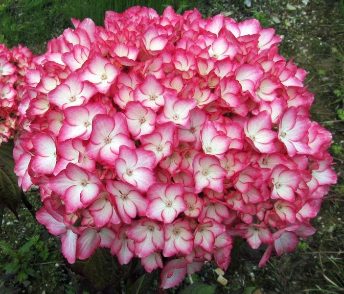 Hydrangea Sabrina white with pink tips flowering plant Carousel 1