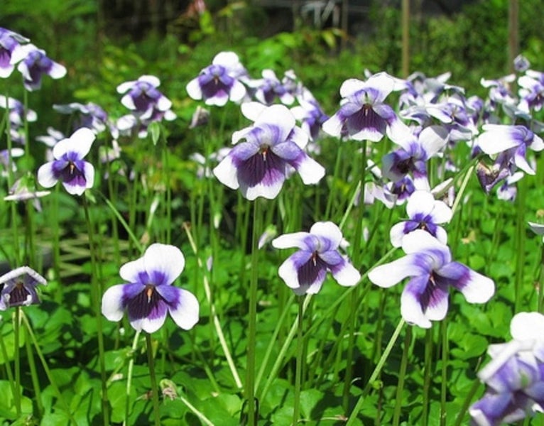 Viola hederacea white and purple dainty plant Carousel 1