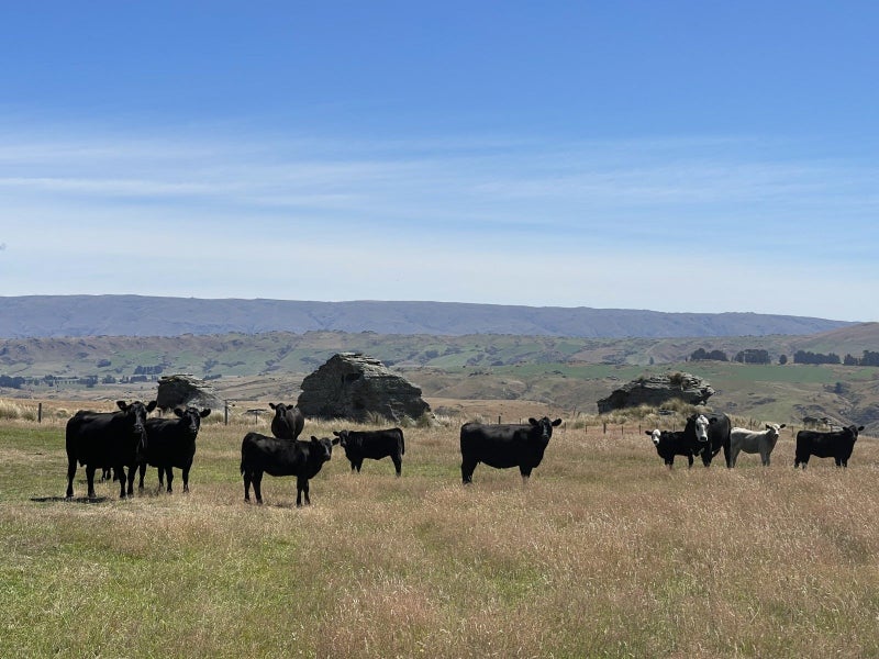 Dunedin Rural properties Trade Me Property