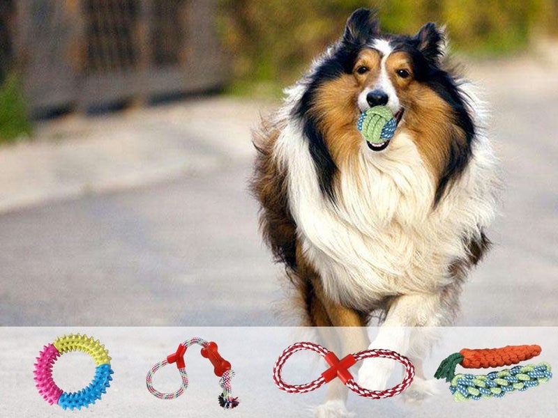 PTN NEW Dog Chew Toy Sale - Sale Sale Carousel 6