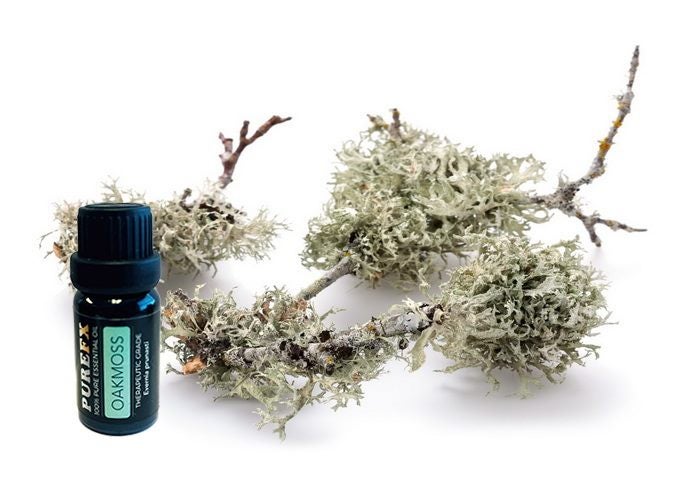 Oakmoss Essential Oil 25ml Purefx Carousel 1