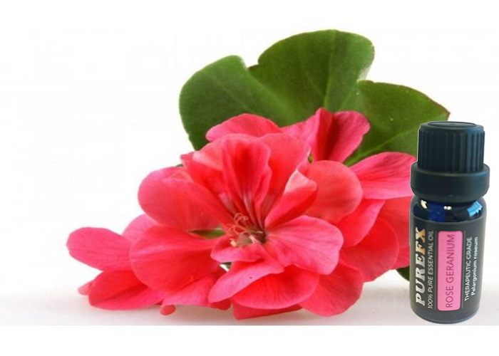 Rose Geranium 10ml Essential Oil 100% pure Carousel 1