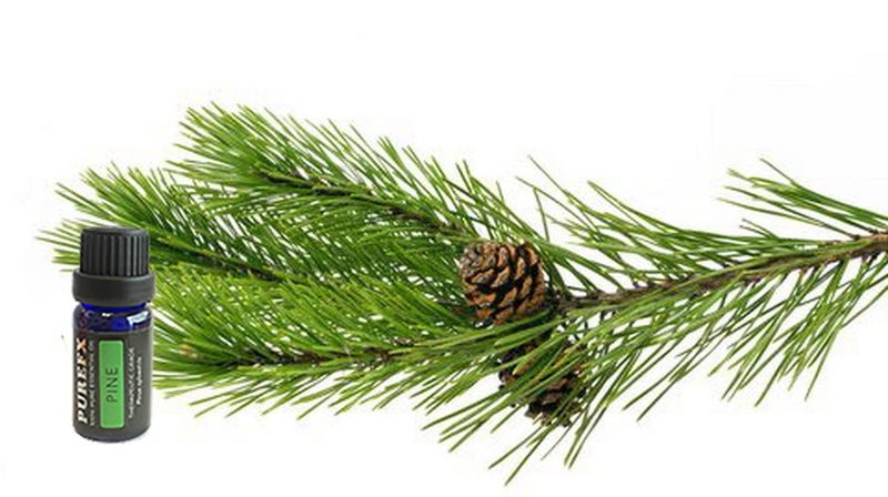 Pine Essential Oil 50ml 100% Pure Theraputic Grade Carousel 1