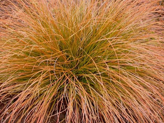 Carex Testacea Carousel 1