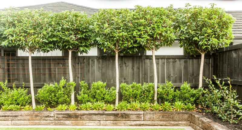 Camellia - pleached ! XL! Carousel 3