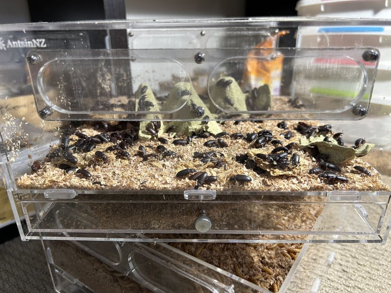 luxury large mealworm farm (farm only) Carousel 2