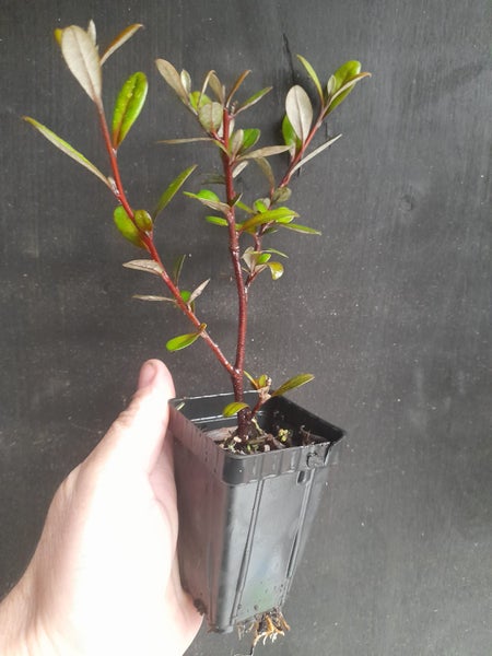 Corokia Frosted Chocolate x 50 Carousel 2
